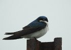 Tree Swallow (13)