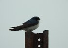 Tree Swallow (14)