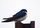 Tree Swallow (15)