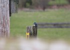 Tree Swallow (2)