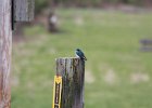 Tree Swallow (3)
