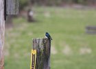Tree Swallow (5)