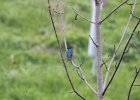 Tree Swallow (6)