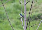 Tree Swallow (7)