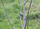 Tree Swallow (8)