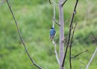 Tree Swallow (9)