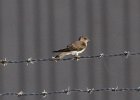101Northern Rough-winged Swallow