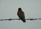 Northern Rough-winged Swallow (10)