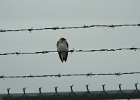 Northern Rough-winged Swallow (11)