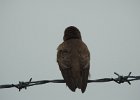 Northern Rough-winged Swallow (12)