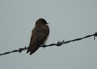 Northern Rough-winged Swallow (13)
