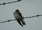 Northern Rough-winged Swallow (14)