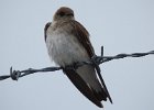 Northern Rough-winged Swallow (15)