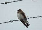 Northern Rough-winged Swallow (16)