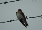 Northern Rough-winged Swallow (17)