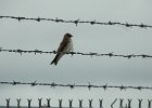 Northern Rough-winged Swallow (6)