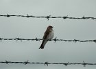 Northern Rough-winged Swallow (7)