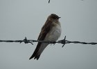 Northern Rough-winged Swallow (8)