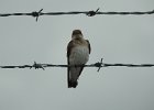 Northern Rough-winged Swallow (9)