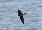 102Bank Swallow