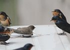 Bank Swallow (17)