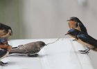 Bank Swallow (19)