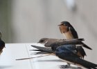 Bank Swallow (22)