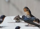 Bank Swallow (23)