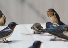 Bank Swallow (24)
