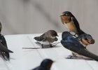 Bank Swallow (25)