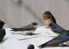 Bank Swallow (26)
