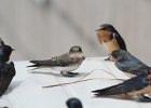 Bank Swallow (27)