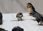 Bank Swallow (28)