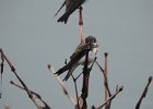 Bank Swallow (30)