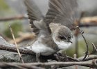 Bank Swallow (34)