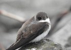 Bank Swallow (39)