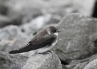 Bank Swallow (40)