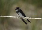 Bank Swallow1 (1)