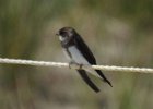 Bank Swallow1 (2)