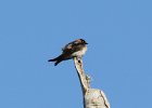 101Cliff Swallow