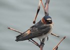 Cliff Swallow (13)