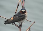 Cliff Swallow (14)