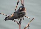 Cliff Swallow (15)
