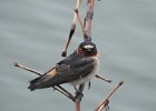 Cliff Swallow (16)