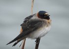 Cliff Swallow (17)