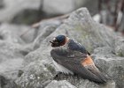 Cliff Swallow (18)