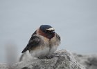Cliff Swallow (19)