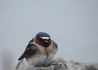 Cliff Swallow (20)