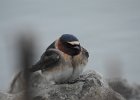 Cliff Swallow (21)