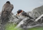 Cliff Swallow (22)